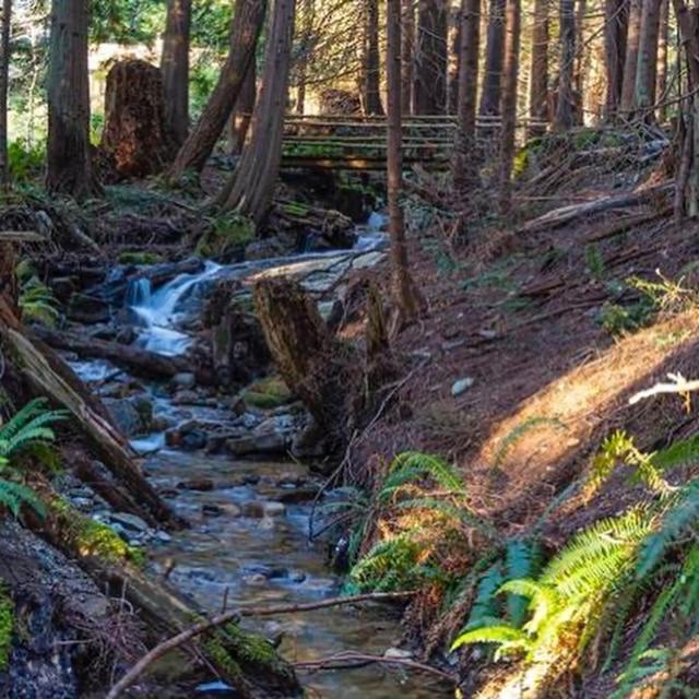 Roberts Creek Forest Haven Hideaway المظهر الخارجي الصورة